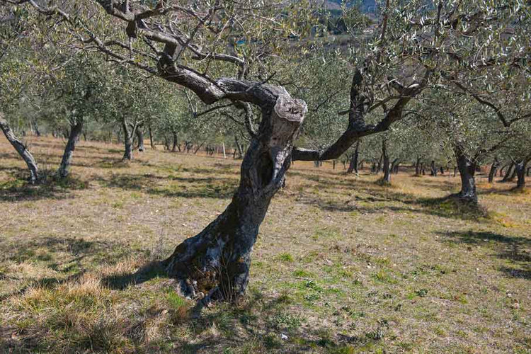 Olivenöl aus Umbrien