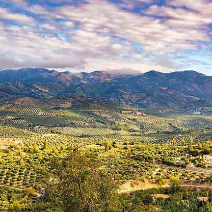 Olivenhaine in hügeliger Landschaft.