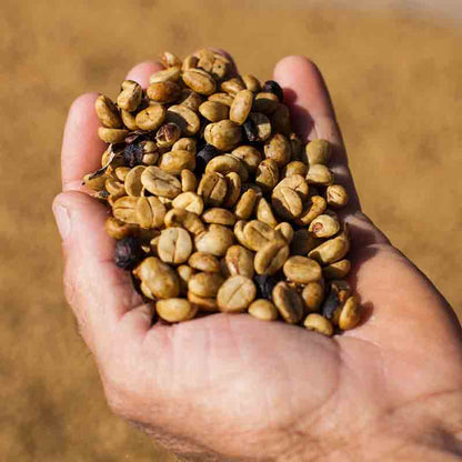 Kakao-Bohnen in der Hand