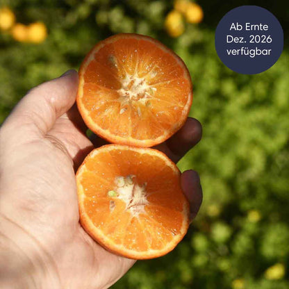 Zitrusfrüchte Saison vorüber