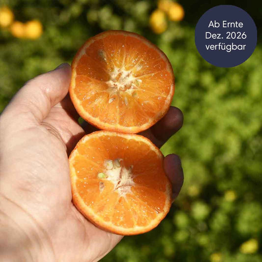Zitrusfrüchte Saison vorüber