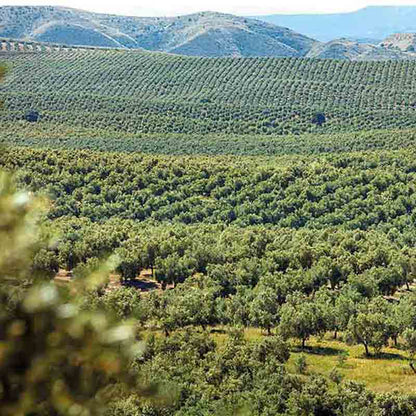 Weitläufige Olivenhaine in Spanien, Ursprung des Castillo de Canena Picual Olivenöls – nachhaltiger Anbau für höchste Qualität.