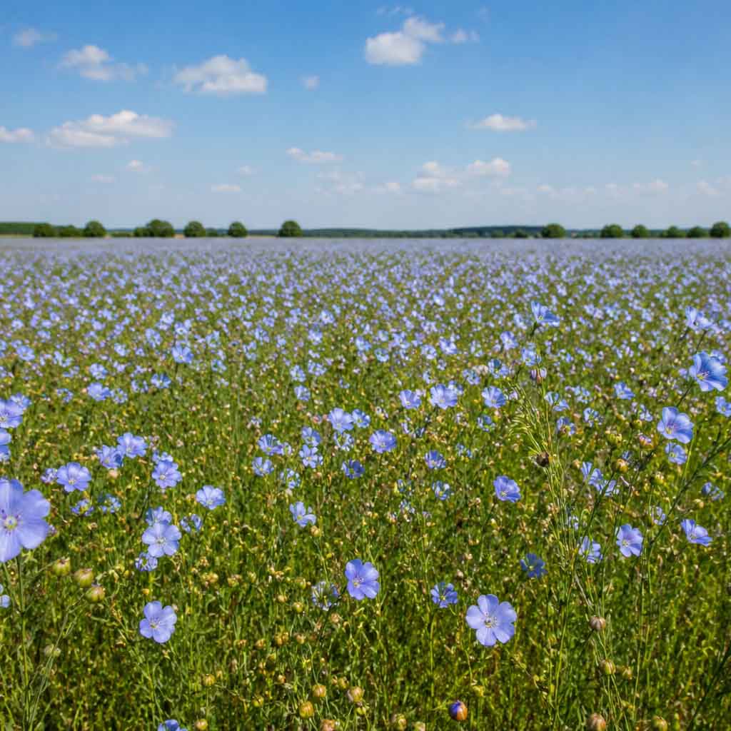 Flachsfeld mit blühendem Flachs