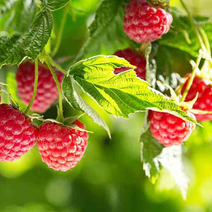 Frische Himbeeren am Strauch in Nahaufnahme.