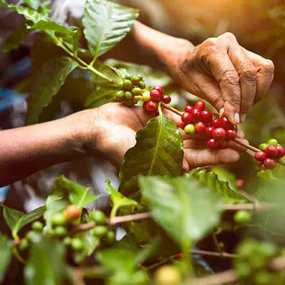 Rote Kaffee-Bohnen am Strauch