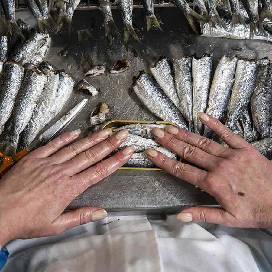Hände bereiten Sardinen vor.
