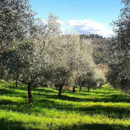 Moraiolo Monokultivar - Pruneti - Toskana