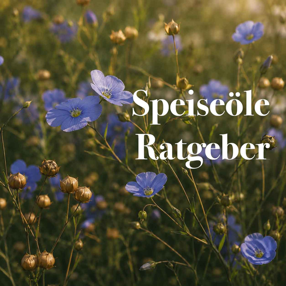 Titelbild mit Aufschrift Speiseöle Ratgeber