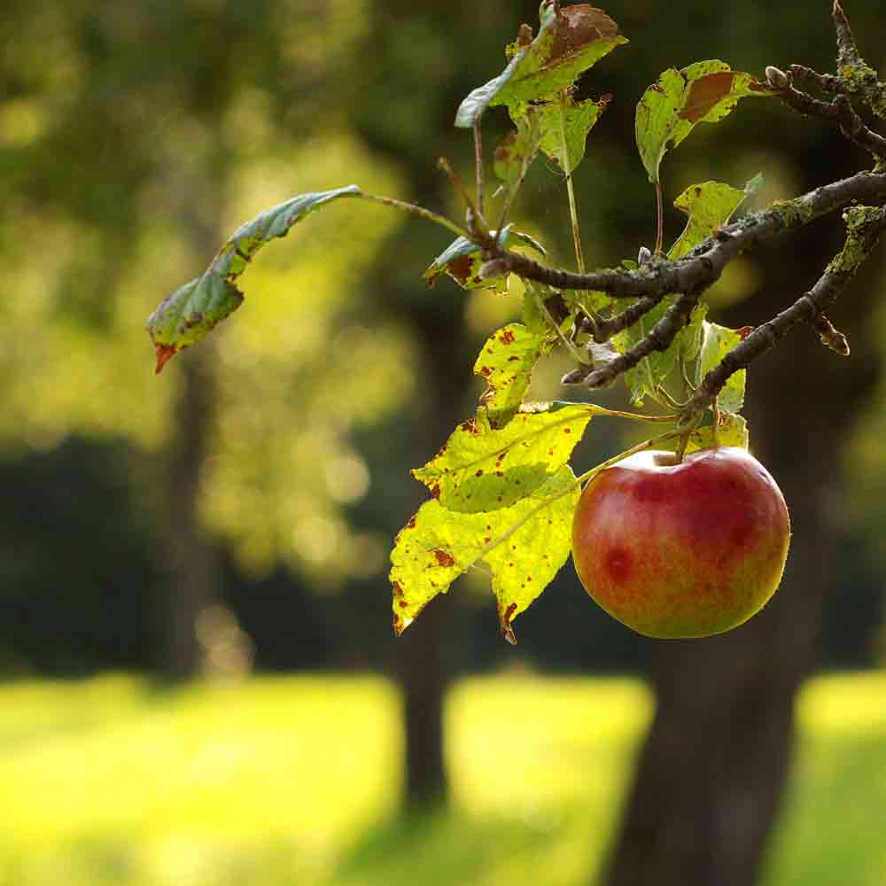 Apfel an einem Ast hängend.