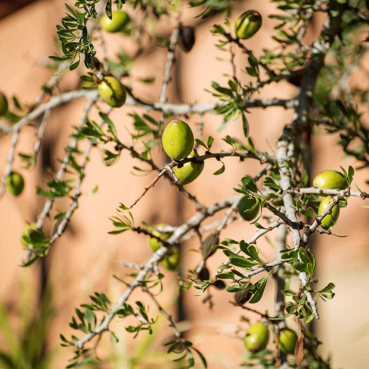 Argankerne am Baum