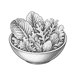 Gartensalat und Blattsalat