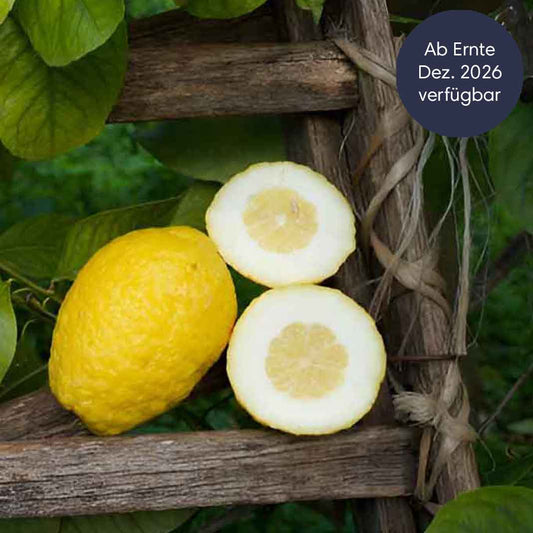 Zitrusfrüchte Saison vorüber