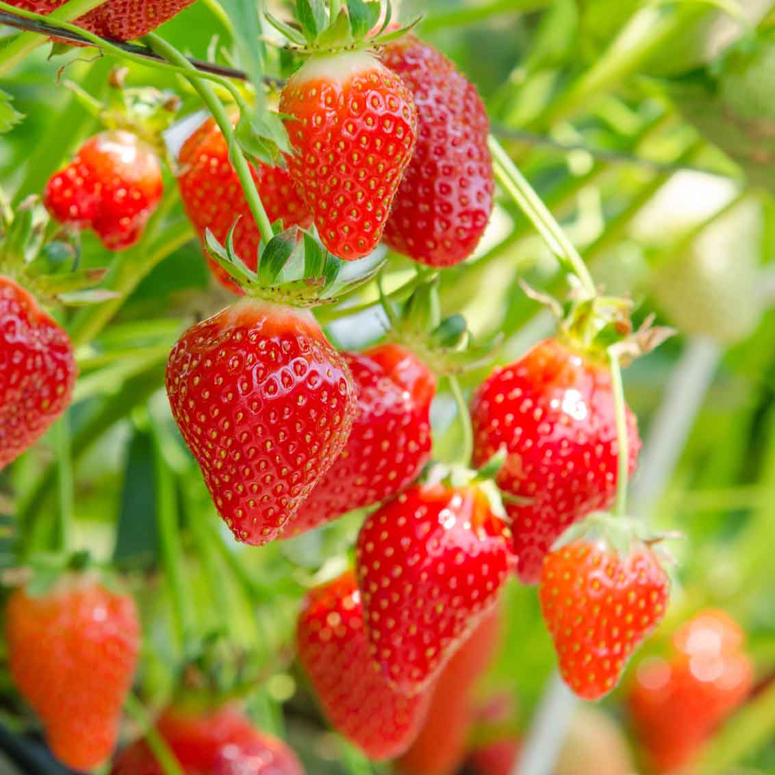 Erdbeeren