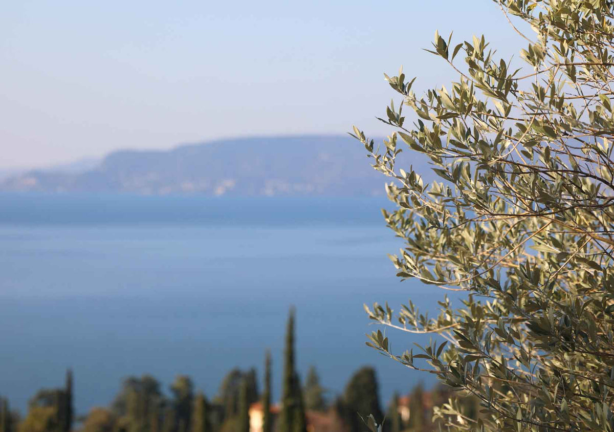 Blick auf Olivenbaum und Gardasee