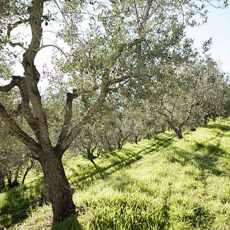 Chianti Olearia Grezzo 1 Liter ungefiltertes natives Olivenöl extra
