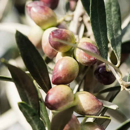 LIÁ natives Olivenöl extra, Griechenland