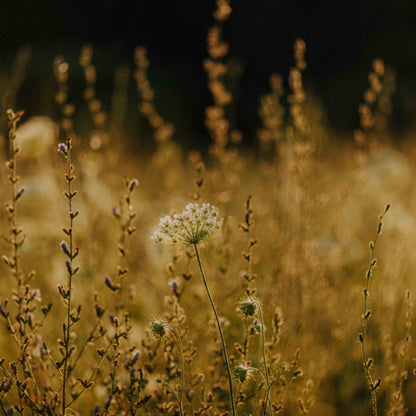 Bio-Leinöl der Ölmühle Solling 500 ml