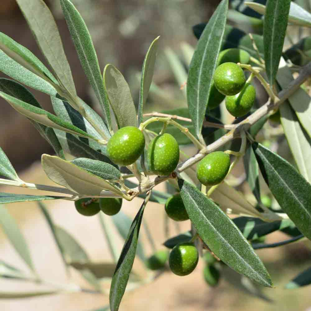 Olivenzweig mit grünen Oliven im Freien.