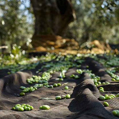 Ciccolella-Cagnara D.O.P. Terra di Bari - Olio Award Siegeröl 2026