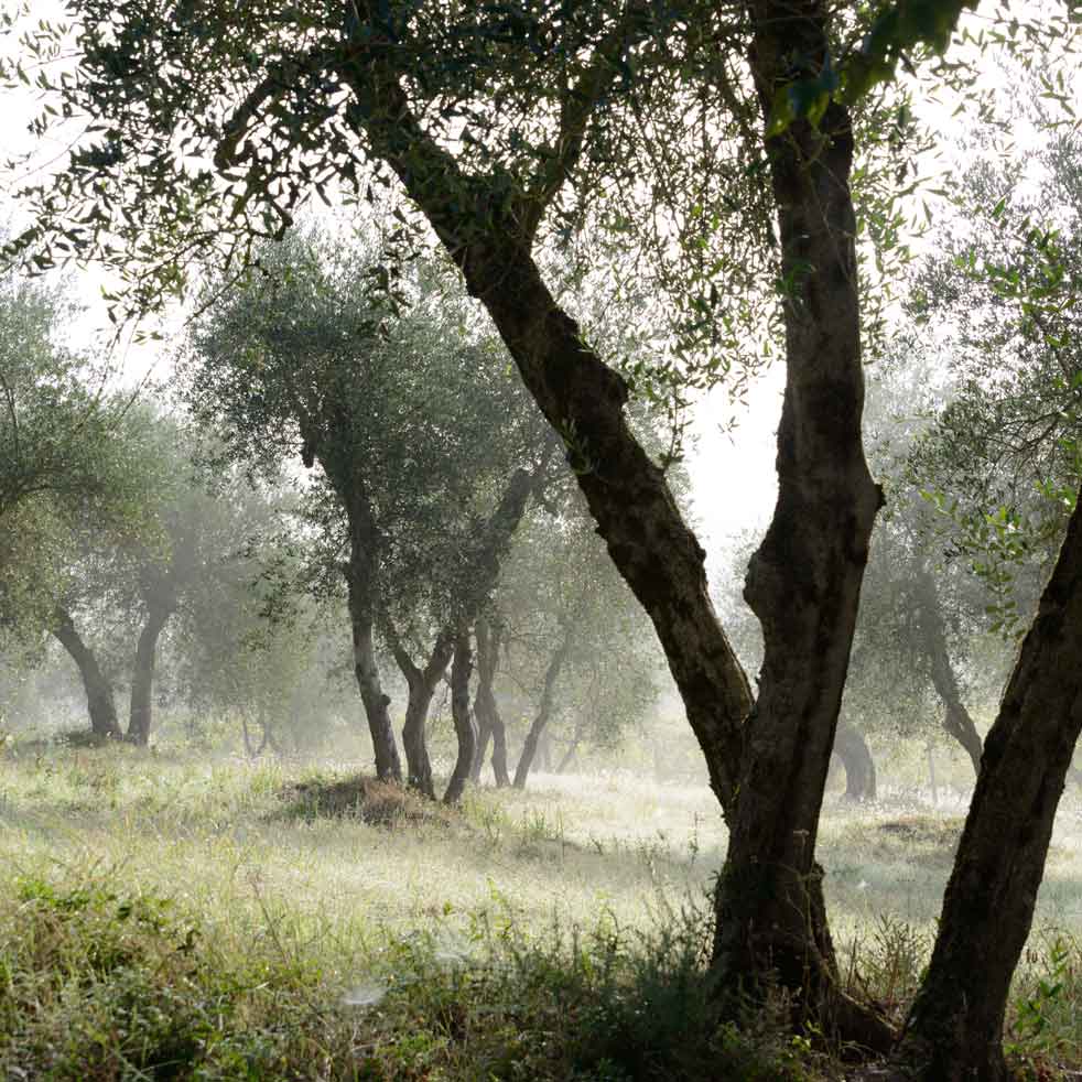 Olivenhain im Nebel