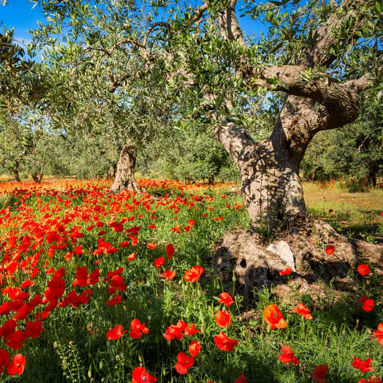 Olivenhain mit blühendem Mohn in Italien