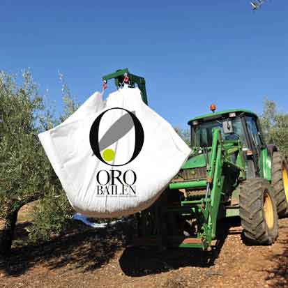 Oro Bailén -  Picual  - natives Olivenöl extra