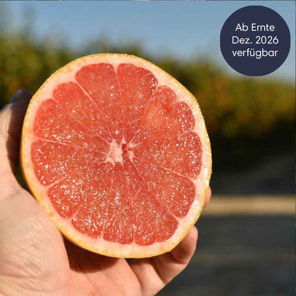 Zitrusfrüchte Saison vorüber