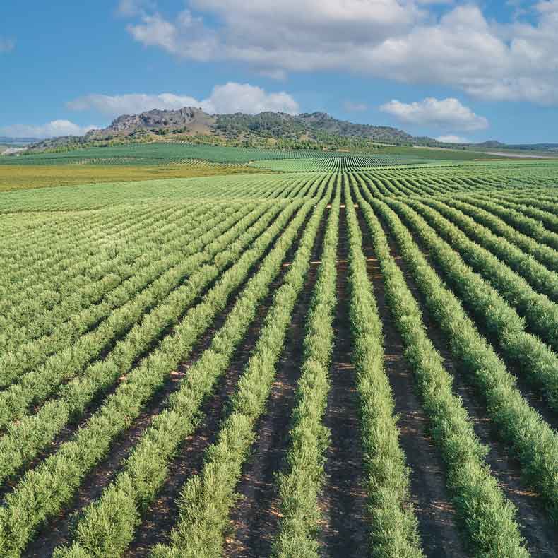 Olivenhain für den superintensiven Olivenanbau.