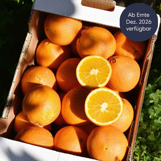 Zitrusfrüchte Saison vorüber