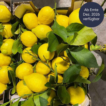 Zitrusfrüchte Saison vorüber