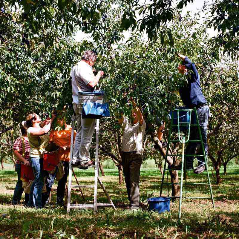 Ernte im Obstgarten